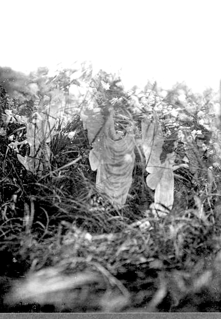 Una delle fotografie delle Fate di Cottingley